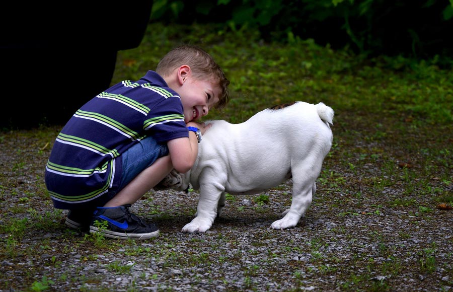 buldog a deti spolocensky a priatelsky pes bulldog 