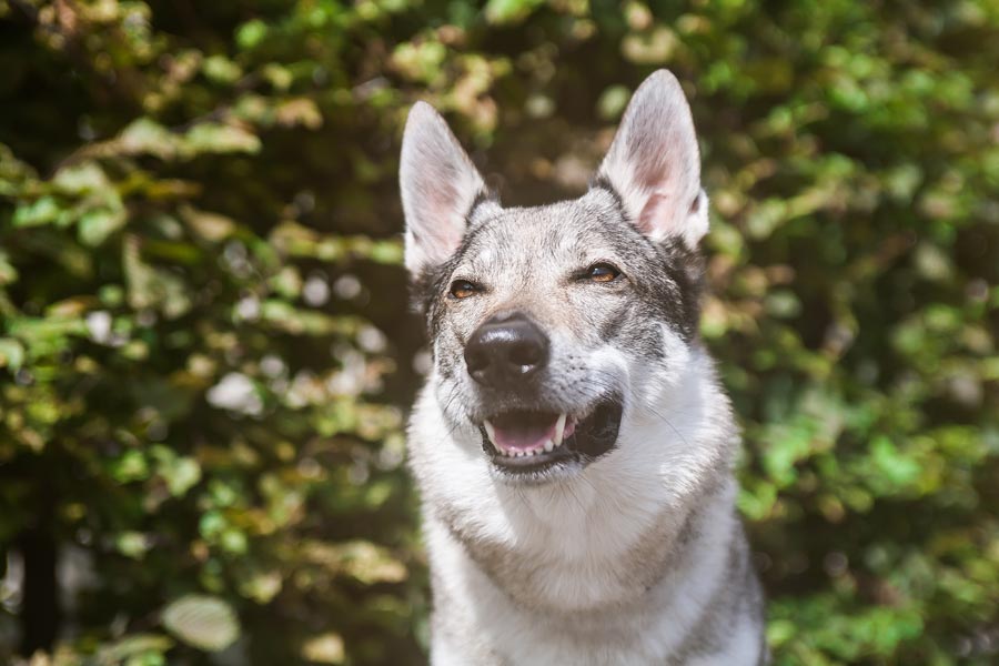 vlciak vlk ceskoslovensky vlciak csv czechoslovakian wolfdog