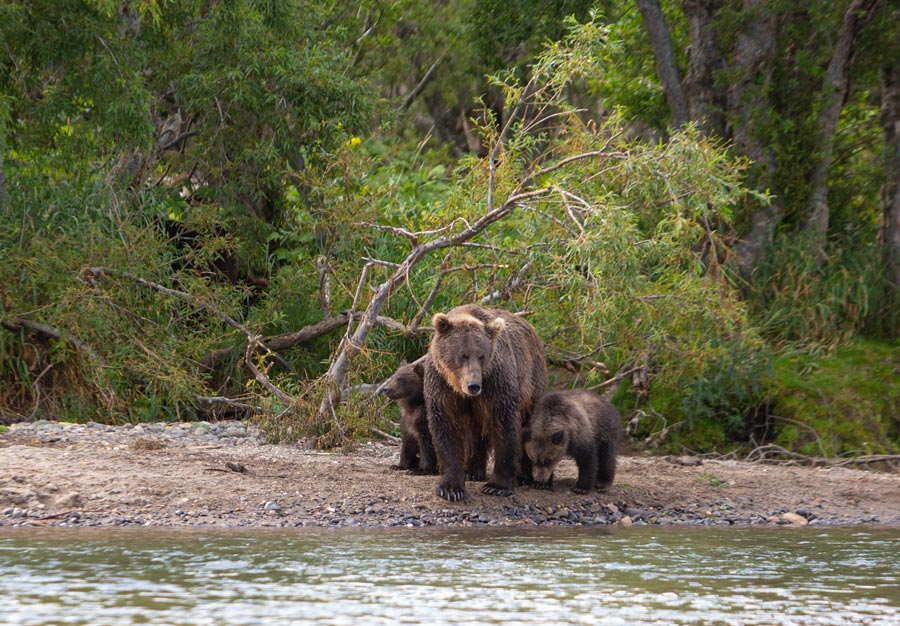 medvedica s malymi mladatami medvieda medved hnedy medviedatko