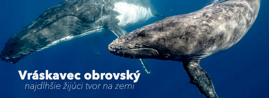 Vraskavec obrovský