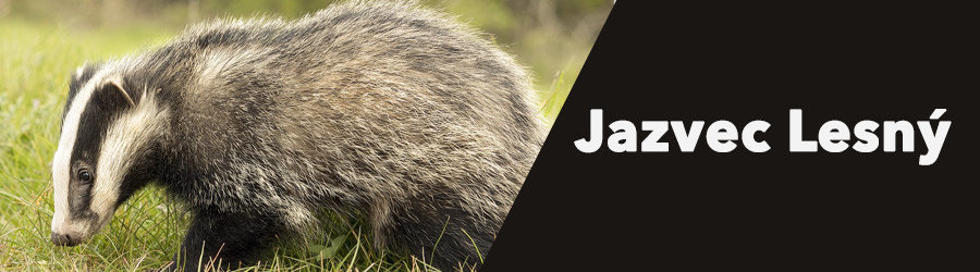 Jazvec lesný v prírode