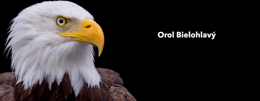 Orol Bielohlavý