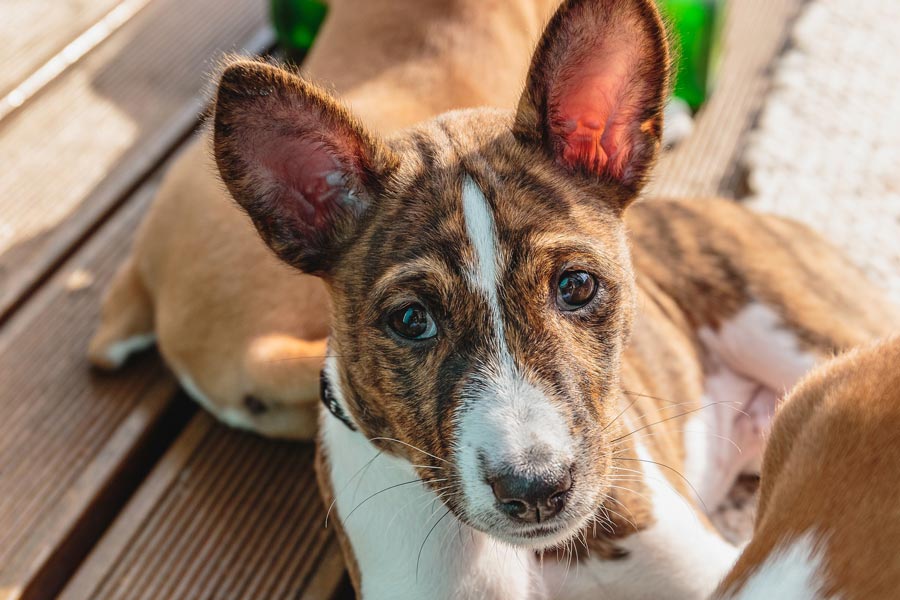 basenji vzhlad basendzi sfarbenie psa stredne velka postava