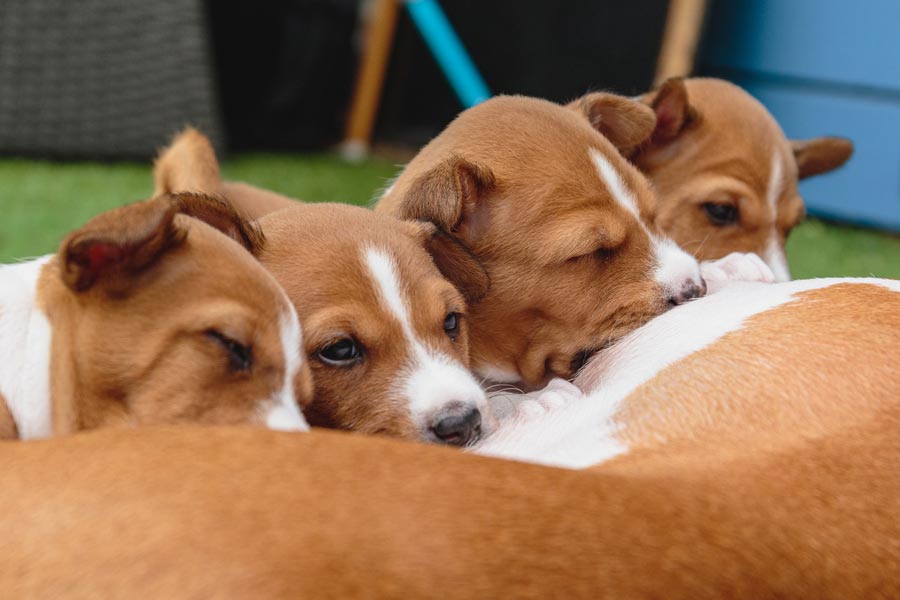 basenji basendzi kupa a predaj steniatka stena basendzi 