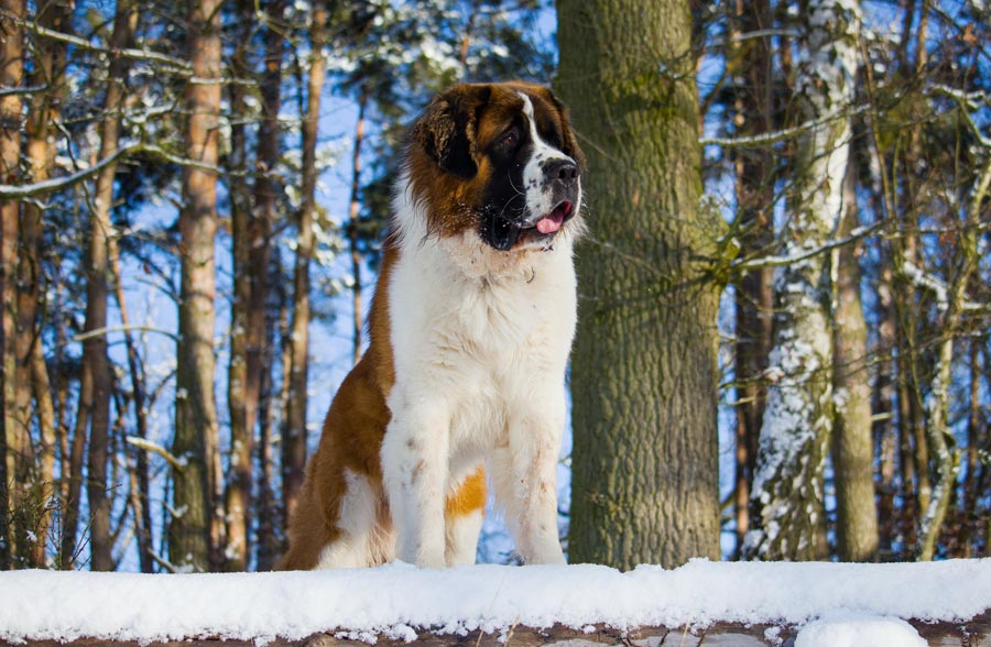 svatobernardsky pes velky svalnaty pes bernardin v snehu obrie plemeno najvacsie plemeno 