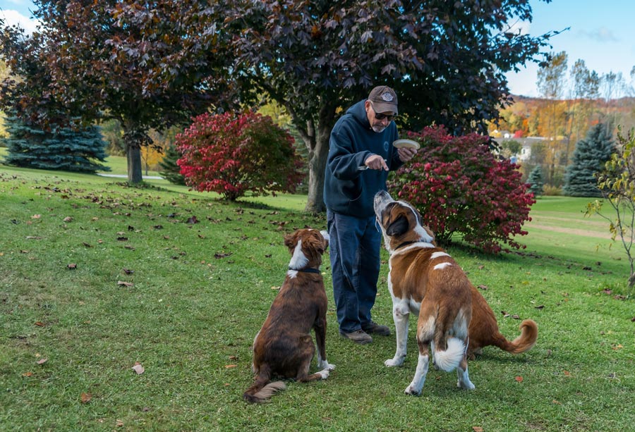 spolocenske plemeno psa vycvik bernardina velke plemeno saint bernard