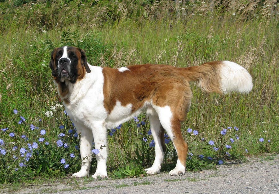 bernardin saint bernard svatobernardsky pes svajciarske plemeno psa