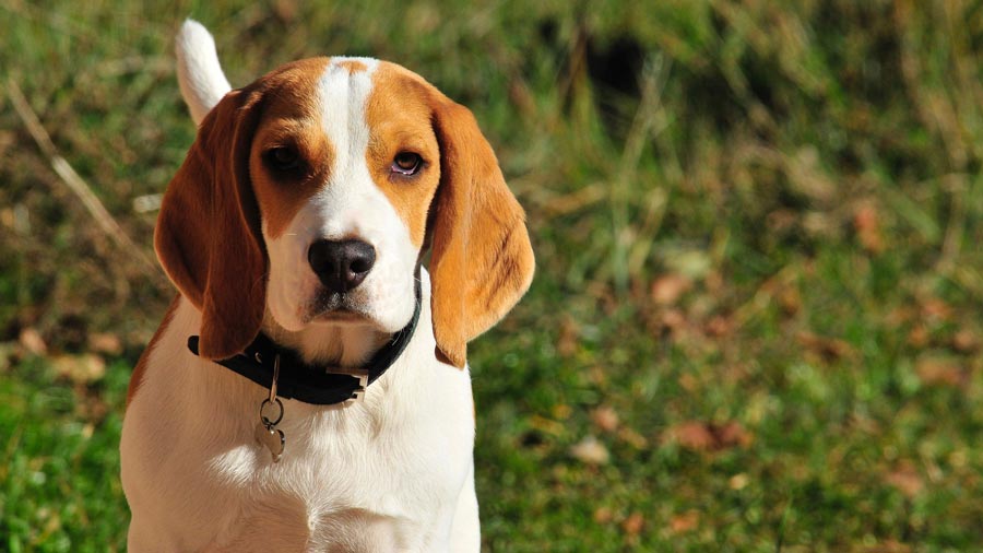 bigl beagle stredny energicky pes 