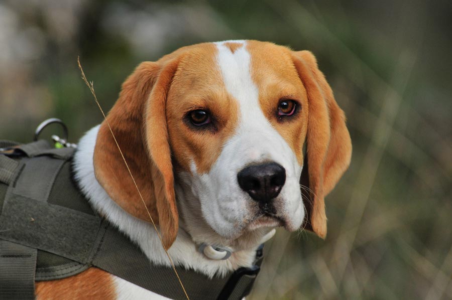 bigl slovensky pes dospely pes beagle