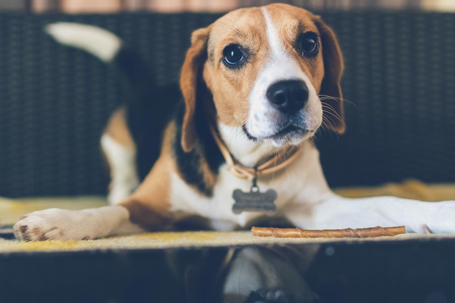 bigl beagle beagl top pes na Slovensku