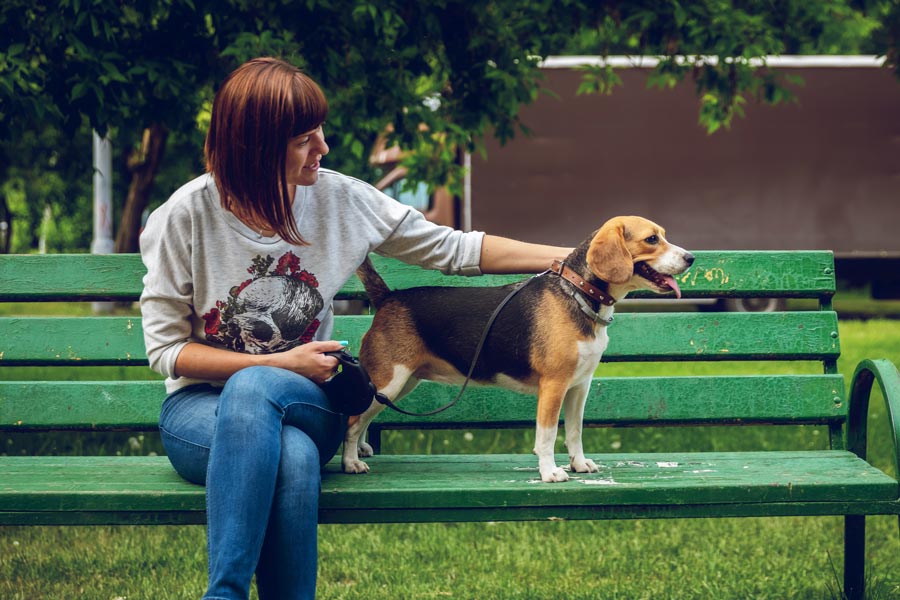 vychova vycvik bigla beagle bigel priatelsky pes