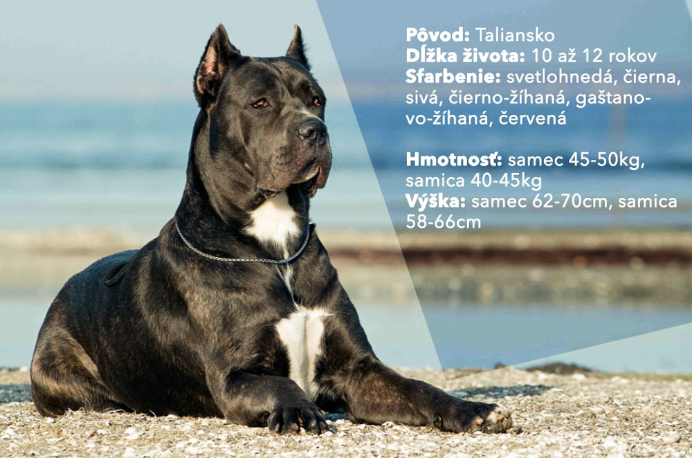 cane corso charakteristika a povaha