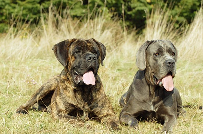 cane corso pes velke plemeno