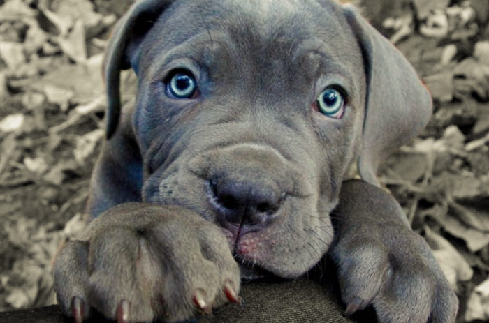 cane corso steniatka