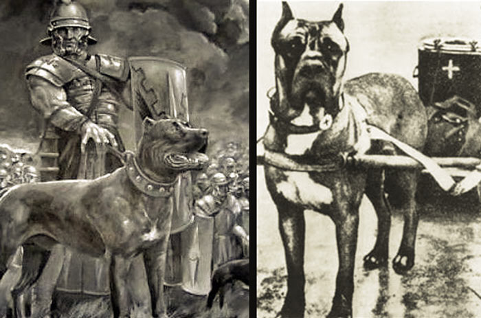 historia cane corso bojovy pes