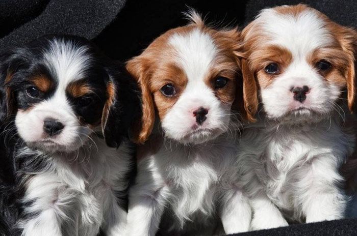 Šteniatka King Charles Spaniel