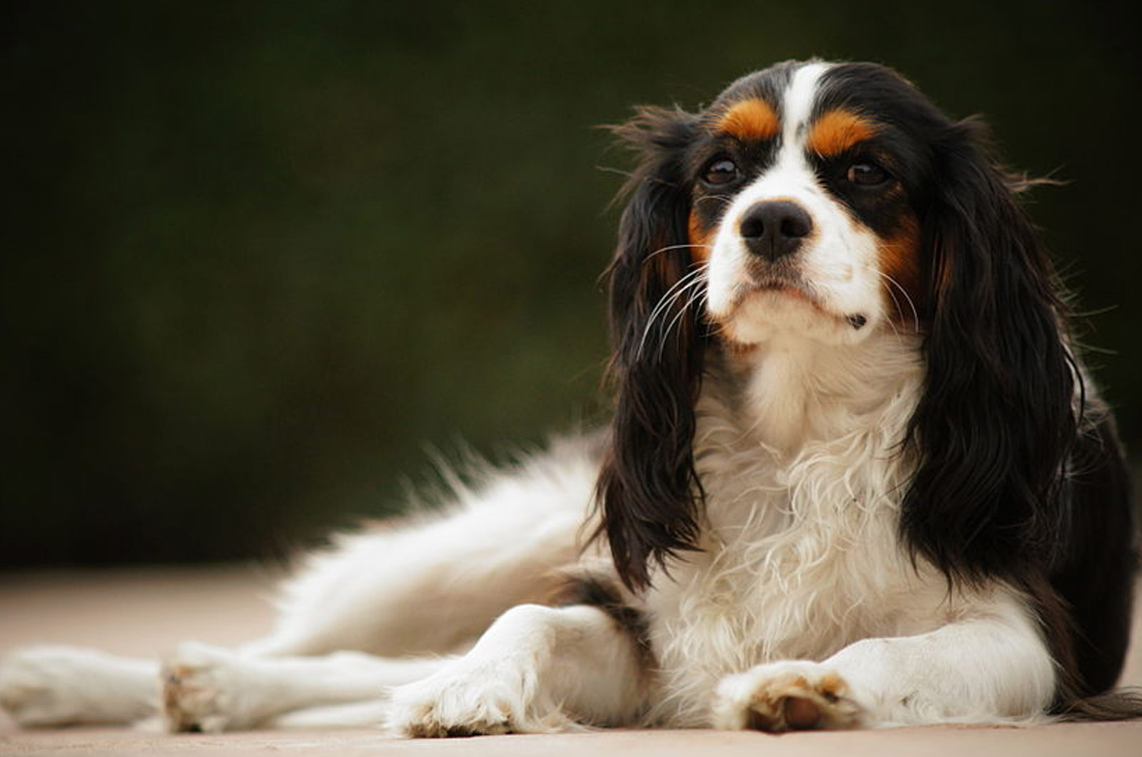 Cavalier King Charles Spaniel