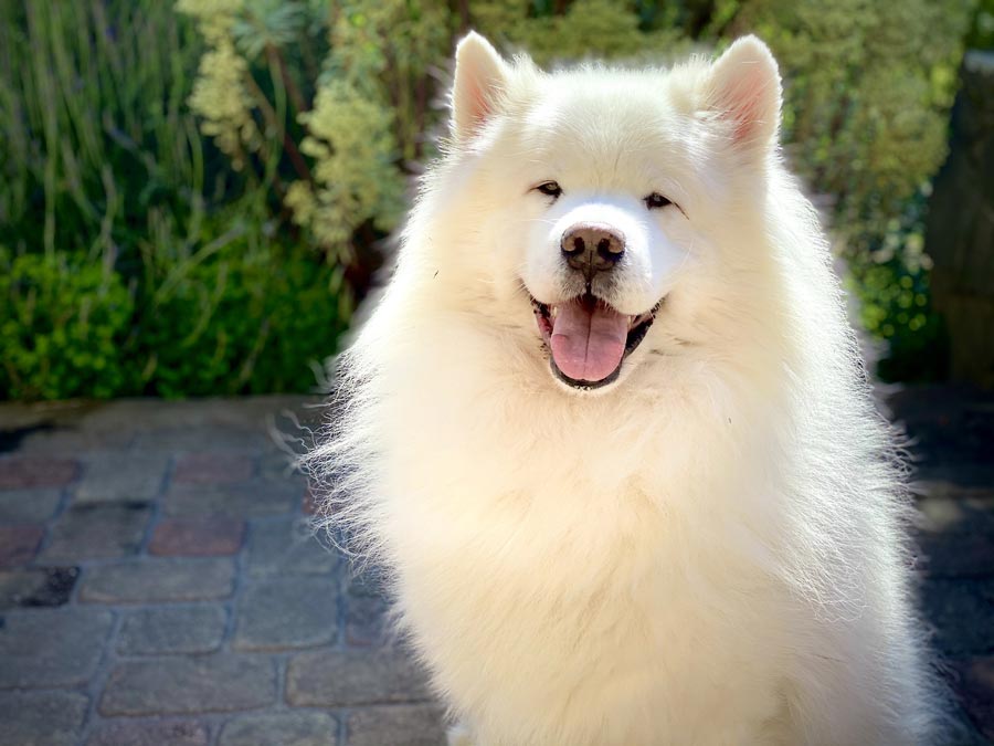 samojed biely pes ruske plemeno