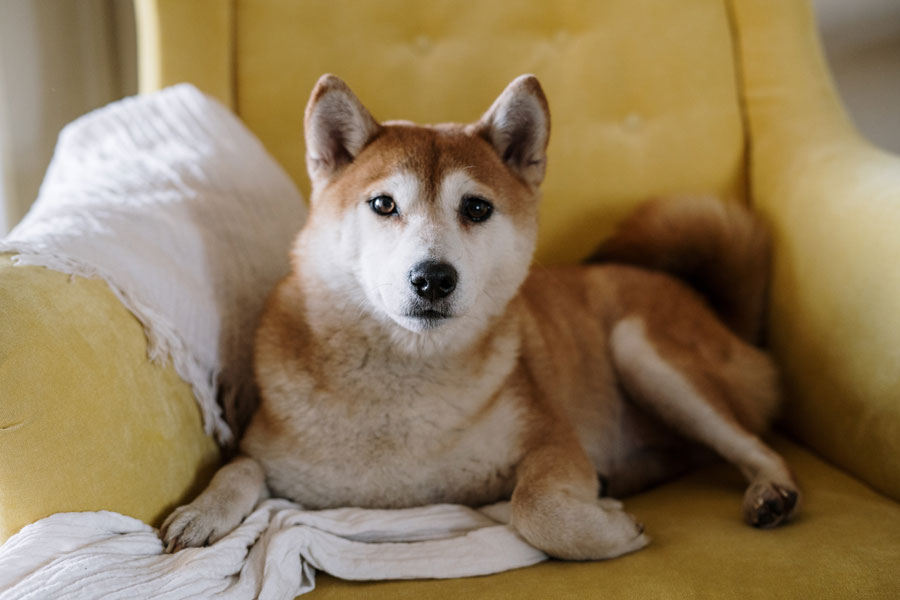 vzhlad shiba inu siba japonsko 