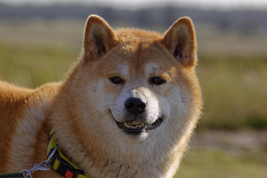 shiba inu japonske plemeno psa