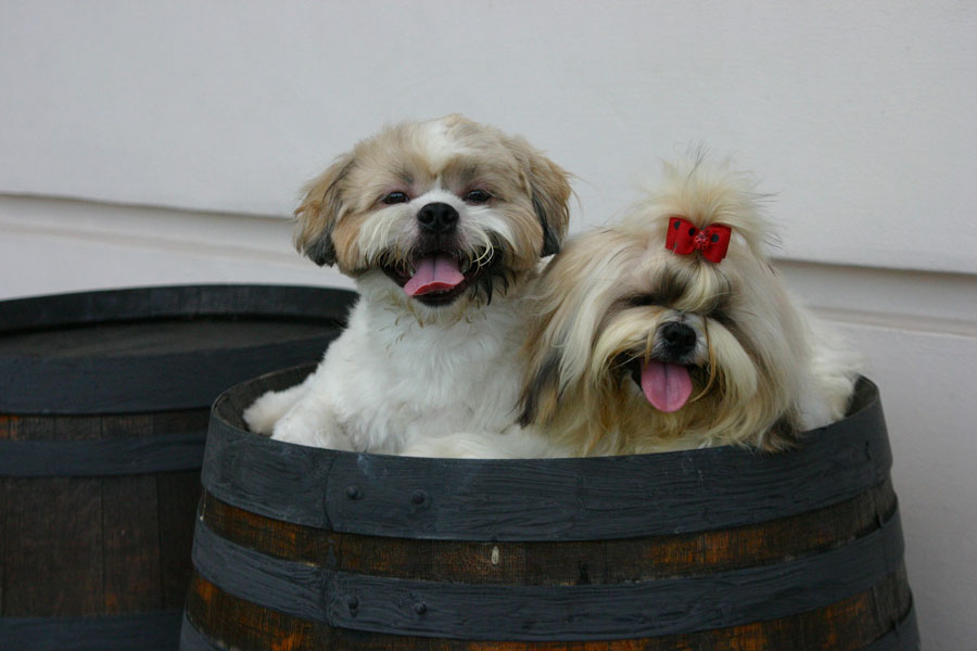 azijske psy tibet cinsky pes shih tzu