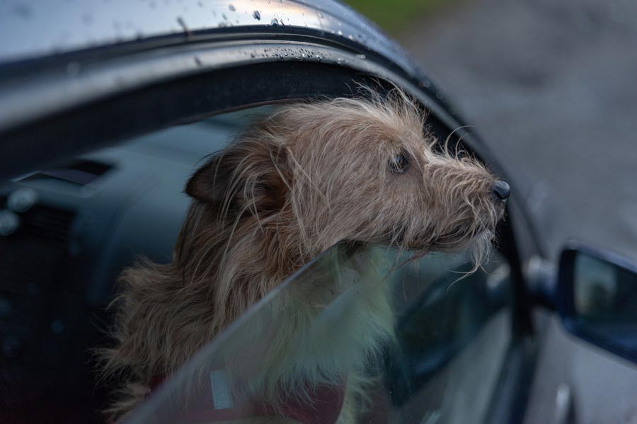 pes hlava z okna bezpecnost psov rady a tipy pre psickarov