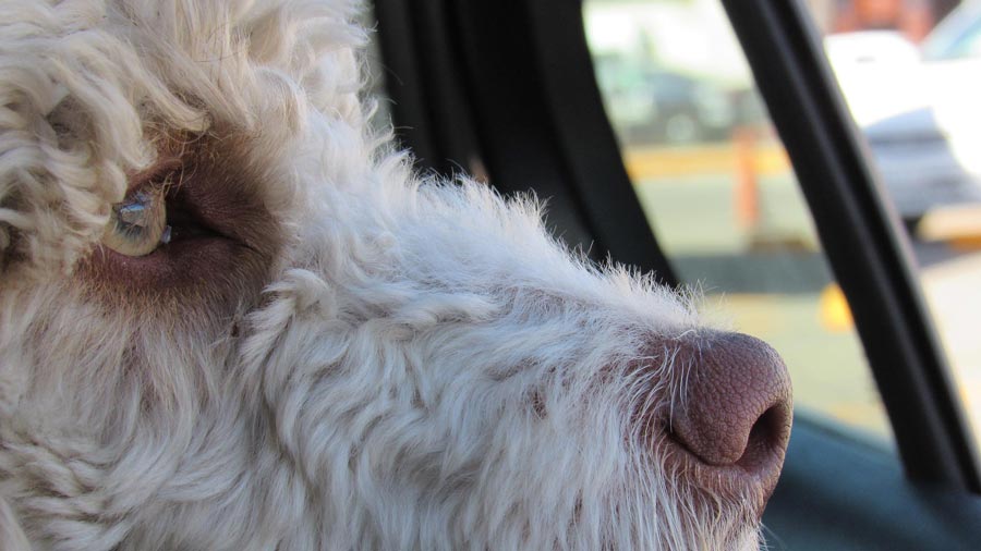 cestovanie so psom pes v aute bezpecnost psa