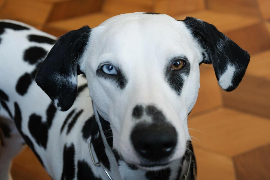 dalmatinc dalmatinec dalmatinsky pes vzhlad dalmatinca