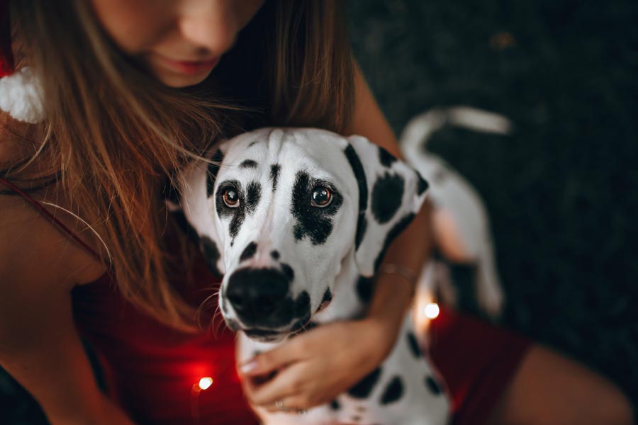 priatelsky pes bodkovany pes 101 dalmatincov dalmatinsky pes