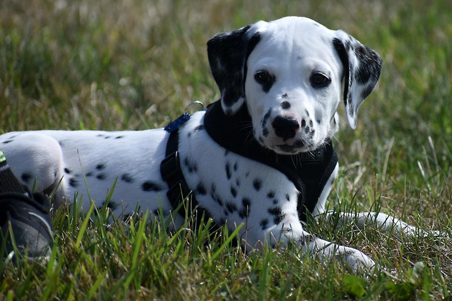 steniatko stena dalmatinca dalmatinc bodkovany pes