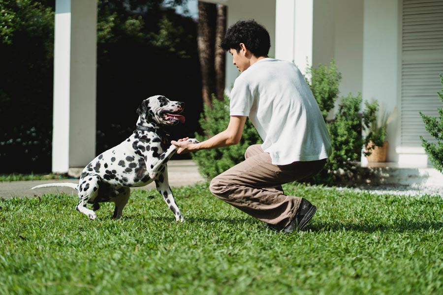 vychova vycvik dalmatina dalmatinsky pes dalmatinec