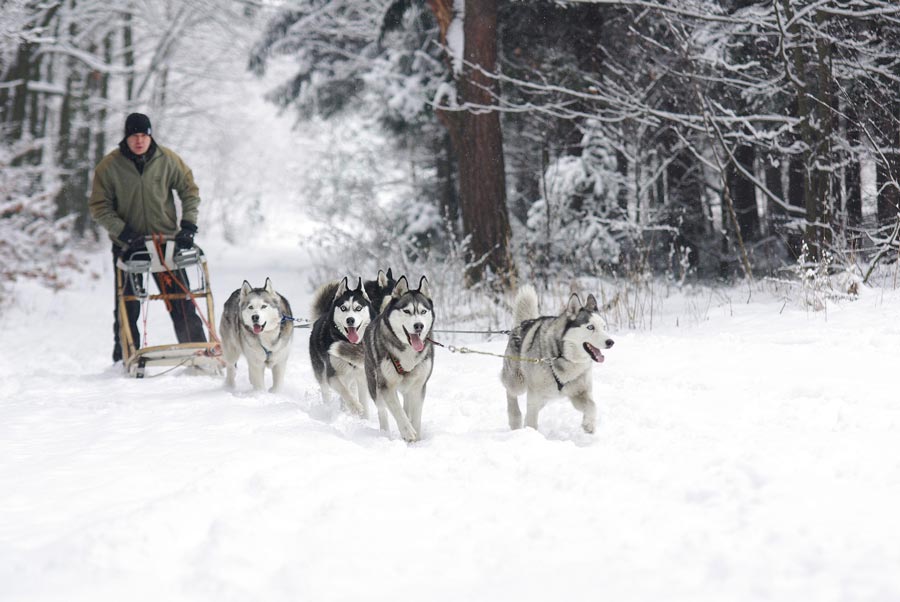 husky stado psov zahrahy psov aktivne psy sutaz v zaprahoch psov