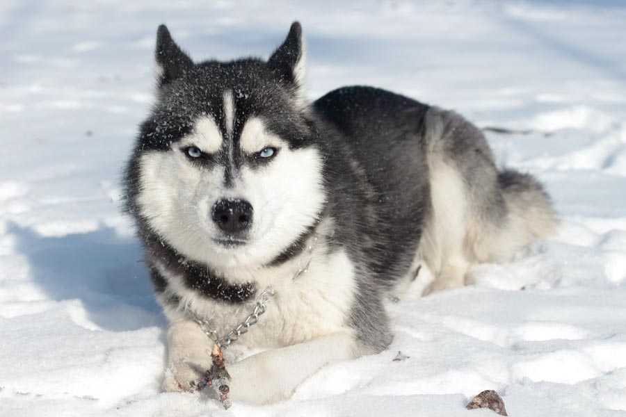 velke plemeno psa vzhlad huskyho sibirsky husky pes zo Sibiru