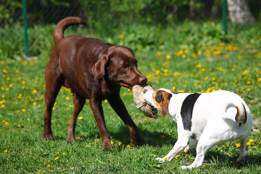 jack russel terrier socializacia so psom labrador