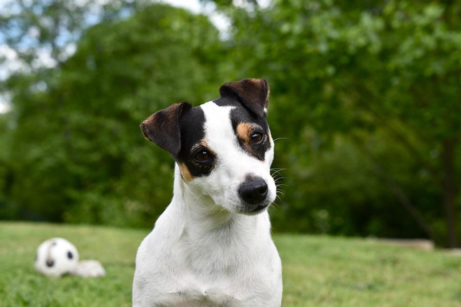 jack russel terrier pes s malymi nohami biely pes so skvrnami