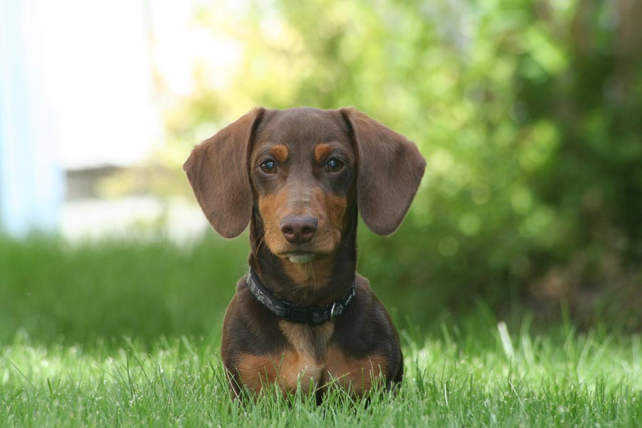 jazvecik hnedy pes dachshund male plemeno