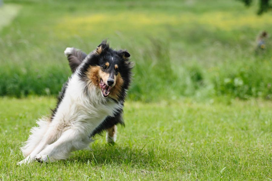 kolia dlhosrsta kolia collie velke plemeno psa