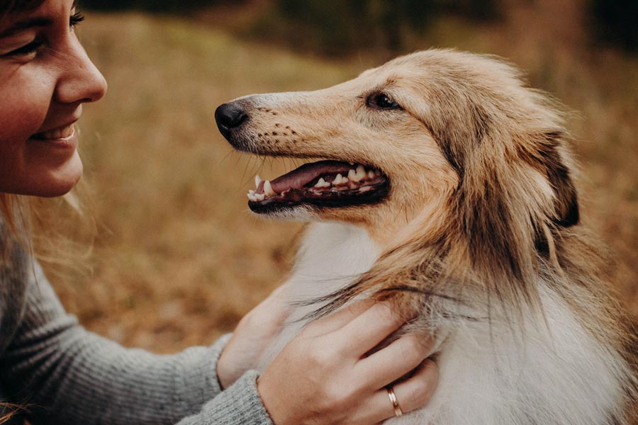 vychova a vycvik kolie collie trening psa poslusnost psa