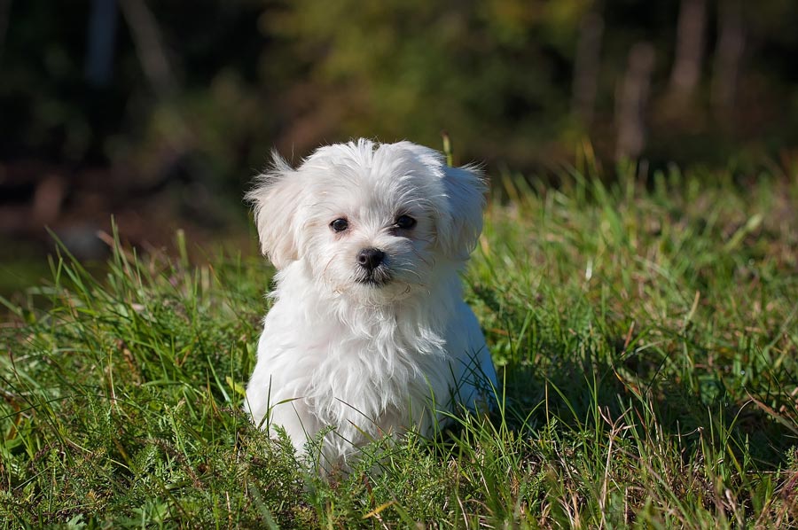 maltezsky psik maltese dog maltezak maly biely pes 