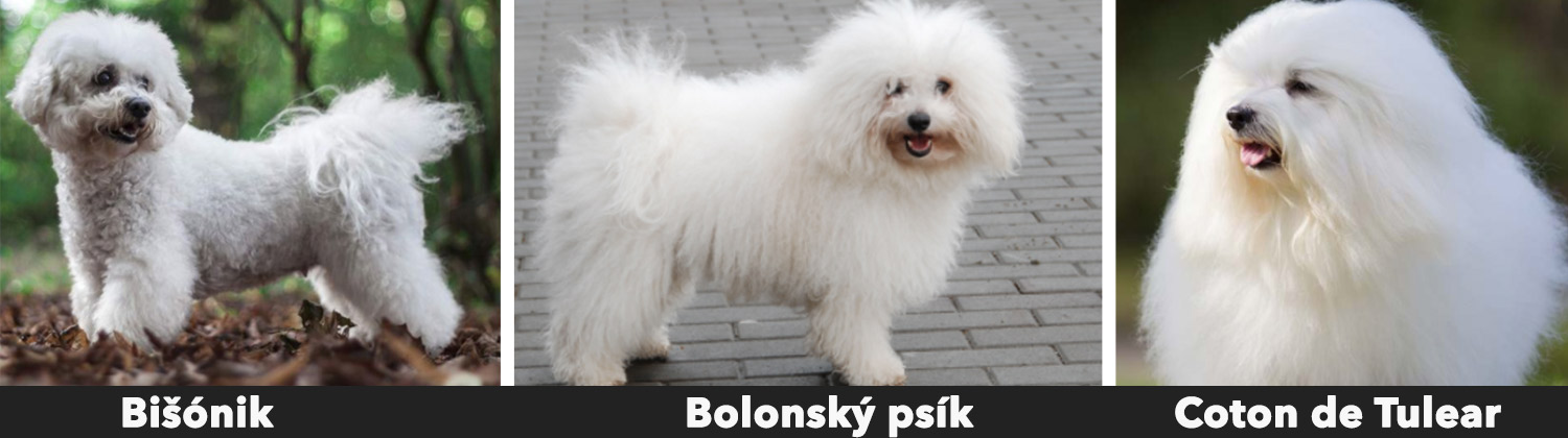 Bolonský psík, Bišónik alebo Coton De Tulear sa veľmi podobajú maltezákovy