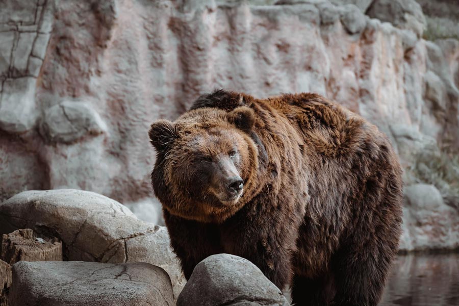 medved hnedy medvede na Slovensku grizly premnozene medvede 
