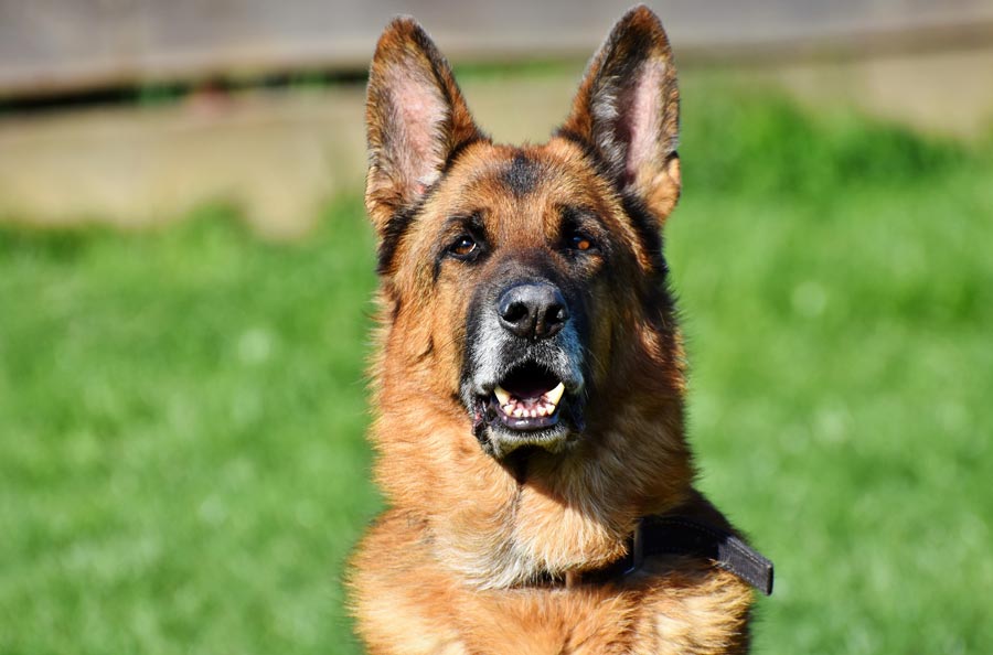 nemecky ovciak german shepherd vlciak komisar Rex