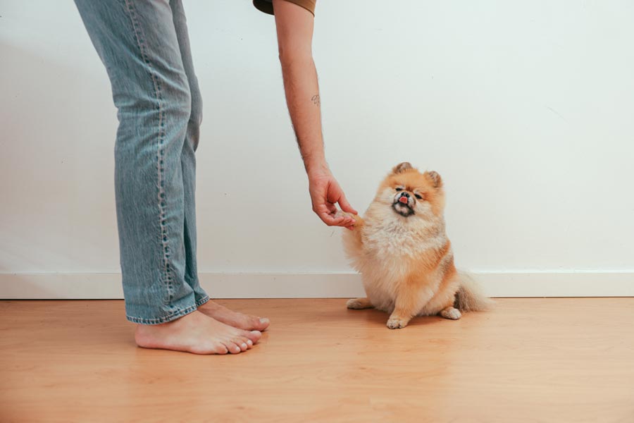poslusny nemecky spic daj labku povel pes je najlepsi priatel cloveka spitz