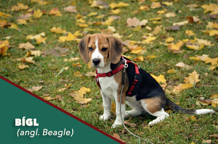 Bigl, beagle pes do bytu