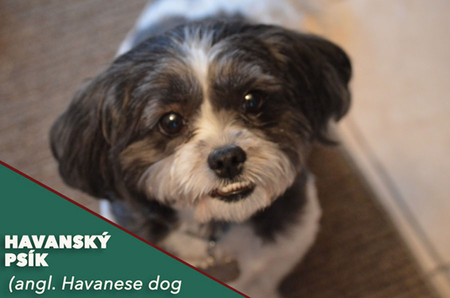 Havanský psík, havanský bišón, havanese dog, pes do bytu