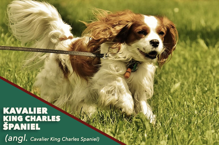 kavalier king charles spaniel pes do bytu