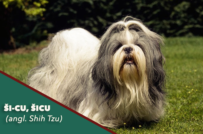 shih tzu sicu si cu pes do bytu