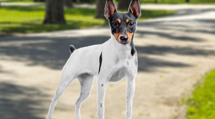 Toy fox Terrier pes do bytu