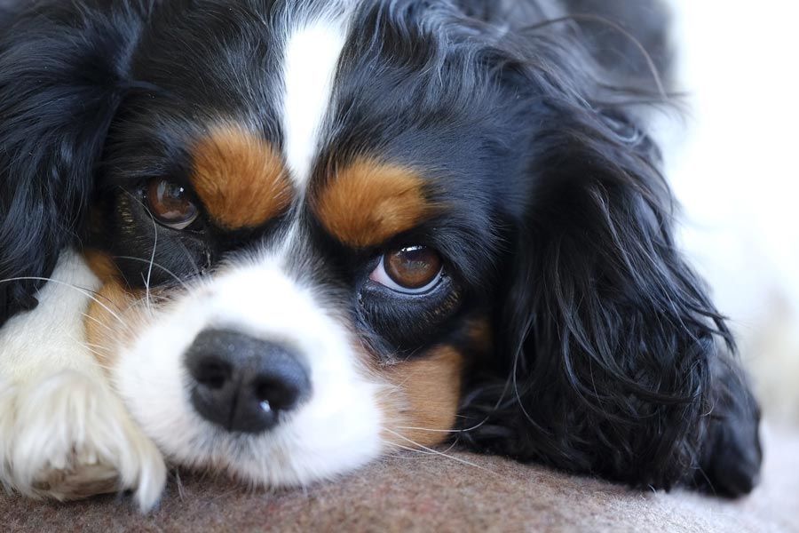 kavalier cavalier king charles spaniel britske plemeno psa