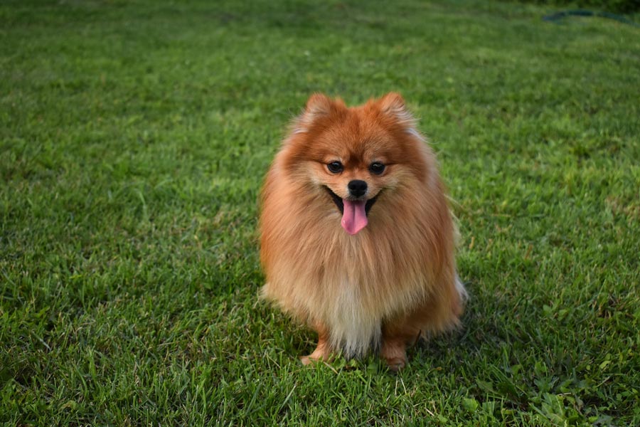 pomeranian nemecky spic trpaslici